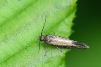 Glyphipterix fuscoviridella
