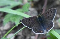 Lycaena tityrus