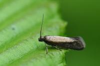 Glyphipterix fuscoviridella