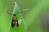 Cauchas fibulella