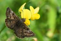 Erynnis tages