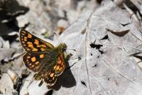 Carterocephalus palaemon