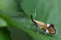Alabonia geoffrella