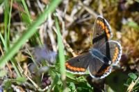 Aricia agestis
