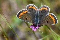 Aricia agestis