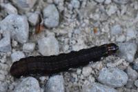 Eupsilia transversa