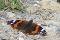 Vanessa atalanta