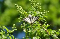 Iphiclides podalirius