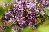 Vanessa atalanta