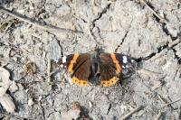 Vanessa atalanta