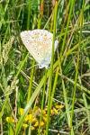 Lysandra bellargus