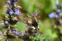 Hemaris fuciformis