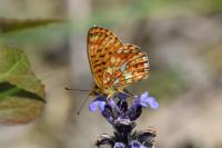 Boloria euphrosyne