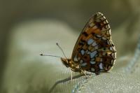 Boloria selene