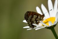 Melitaea athalia