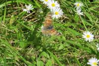 Vanessa cardui