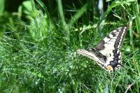 Papilio machaon