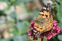 Vanessa cardui