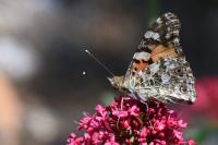 Vanessa cardui