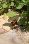 Lasiommata maera