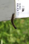 Malacosoma neustria