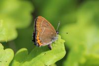 Satyrium pruni
