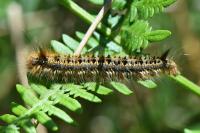 Euthrix potatoria