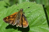 Ochlodes sylvanus
