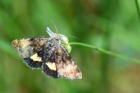 Panemeria tenebrata