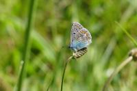 Polyommatus icarus