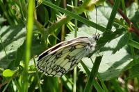 Melanargia galathea