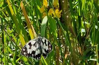 Melanargia galathea