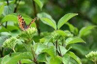 Araschnia levana