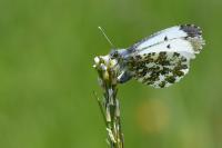 Anthocharis cardamines