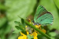 Callophrys rubi