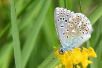 Lysandra bellargus