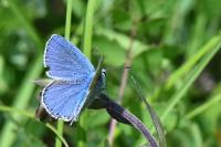 Polyommatus icarus