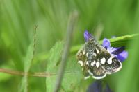 Eurrhypis pollinalis