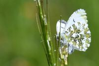 Anthocharis cardamines