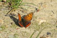 Lycaena phlaeas
