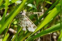 Chiasmia clathrata
