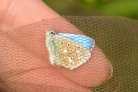 Polyommatus icarus