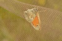 Coenonympha pamphilus