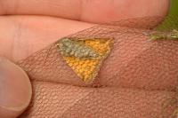 Euclidia glyphica