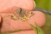 Euclidia glyphica