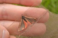 Tyria jacobaeae