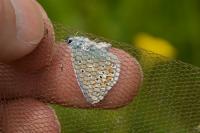 Polyommatus icarus