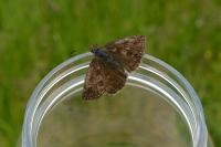 Erynnis tages