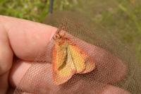 Diacrisia sannio
