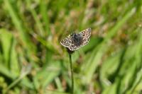 Pyrgus malvae